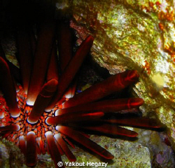 Slate pencil sea urchin by Yakout Hegazy 